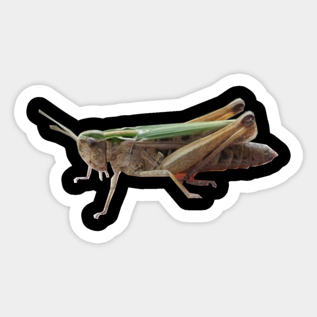 Grasshopper Sticker by Nicole Gath Photography